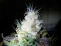 cannabis-light-bleaching-white-bud-tip.jpg