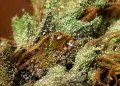 cannabis-sap-buds.jpg