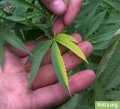 two-tone-cannabis-leaf.jpg