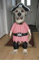 funny-pirate-dog-costume.jpg