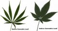 sativa-indica-weed-seeds-HowToGrowMarijuana-com-300x160.jpg