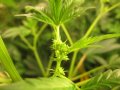male_cannabis_plant.jpg
