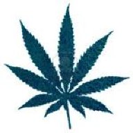 cannabis!