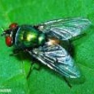 zelena muha