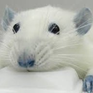 bijeli miš